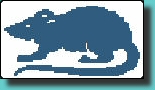 rat_bleu.jpg